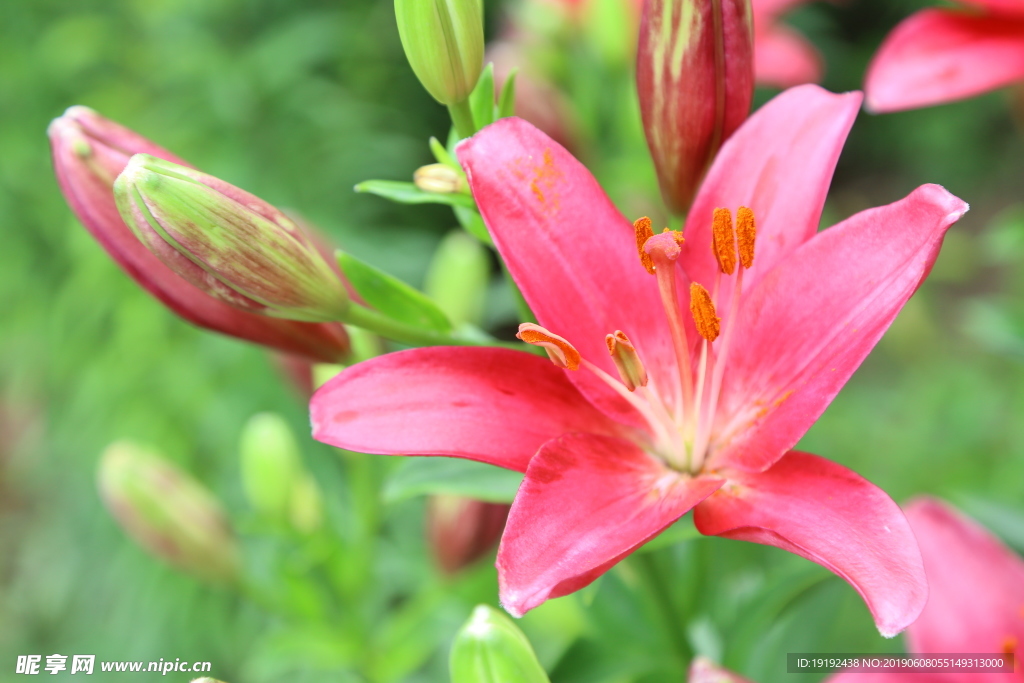 百合花