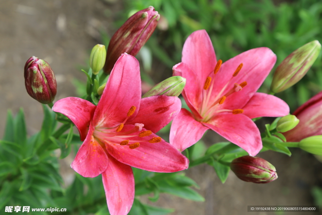 百合花
