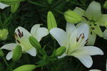 百合花
