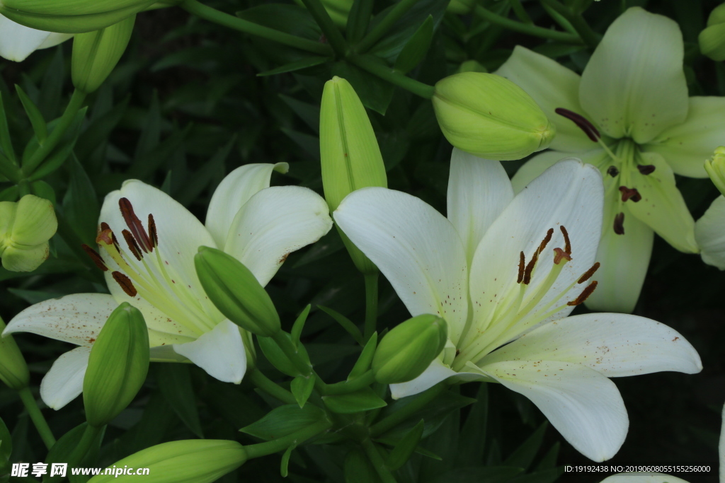 百合花