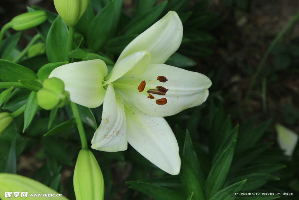 百合花