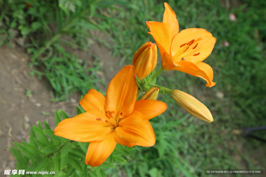 百合花
