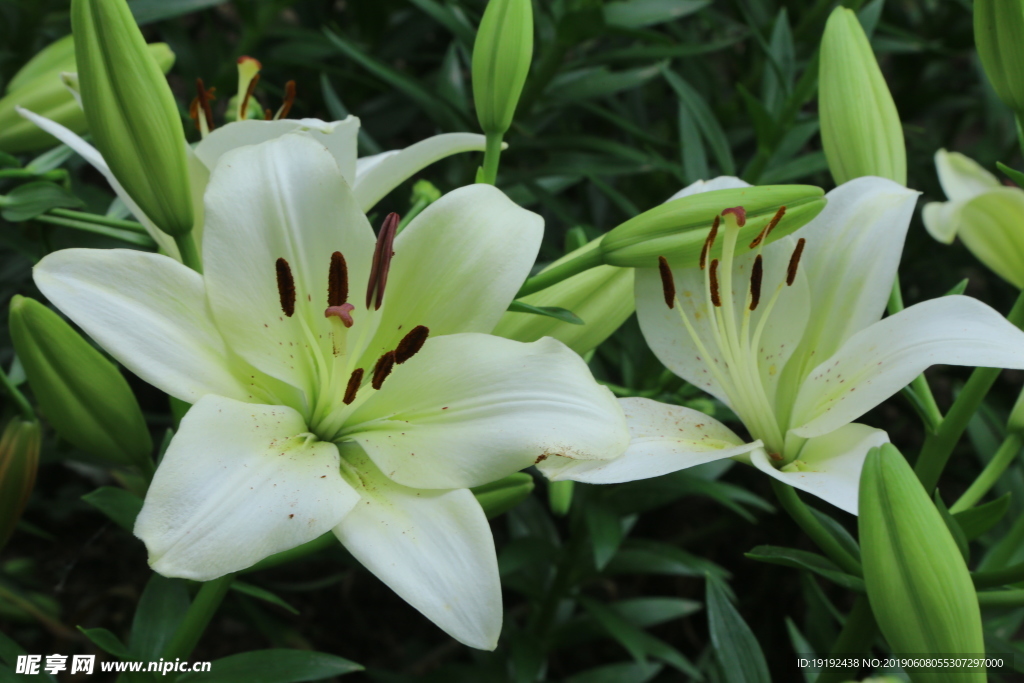 百合花