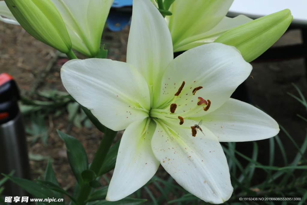百合花