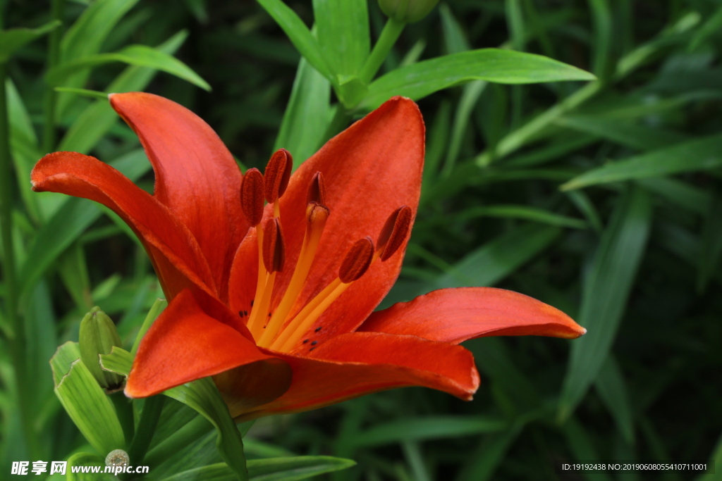 百合花