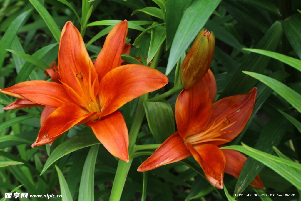 百合花