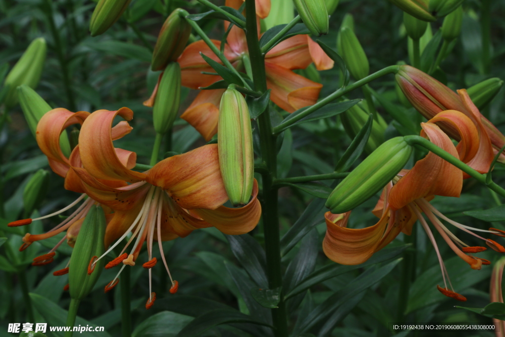 百合花