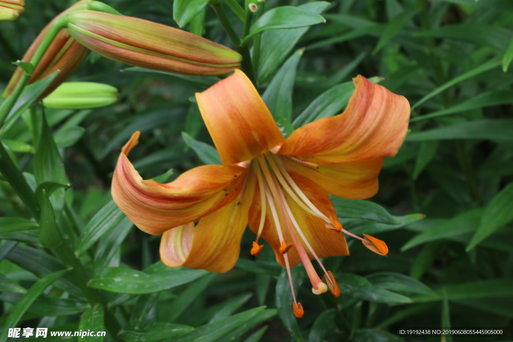 百合花