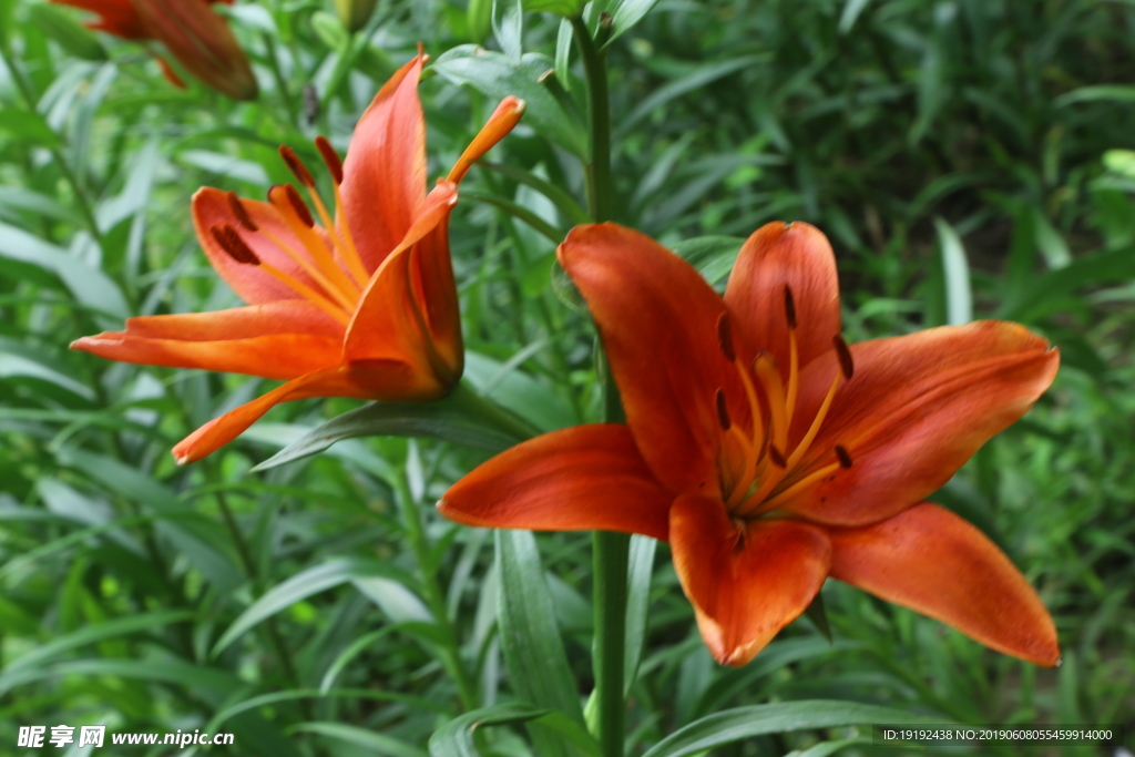 百合花