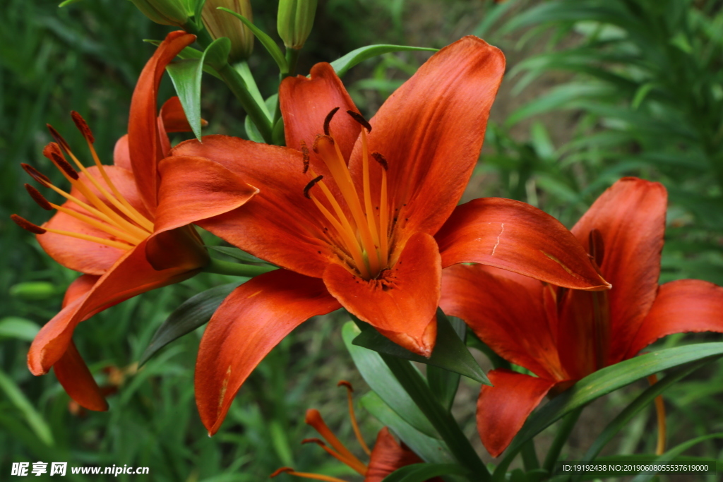 百合花