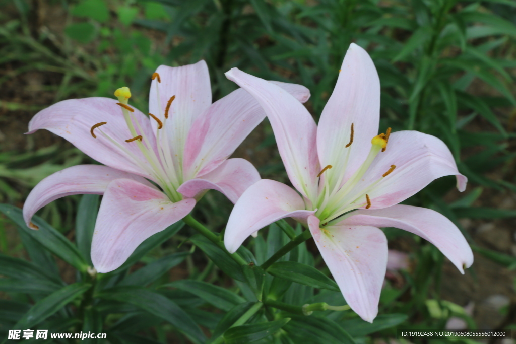 百合花