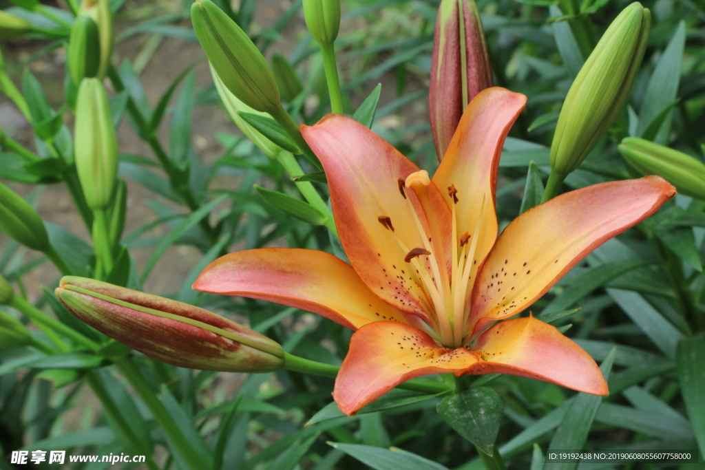 百合花