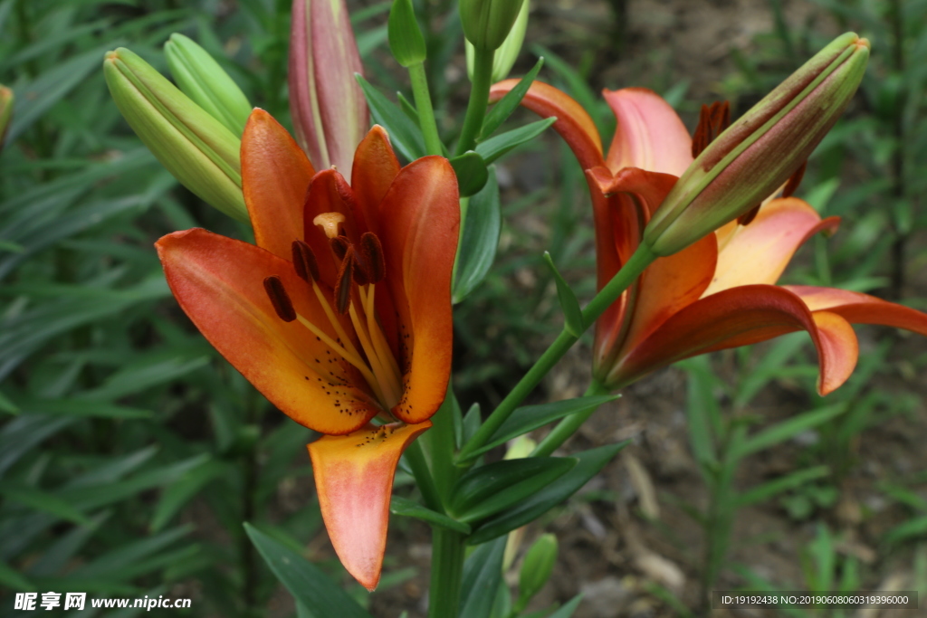 百合花