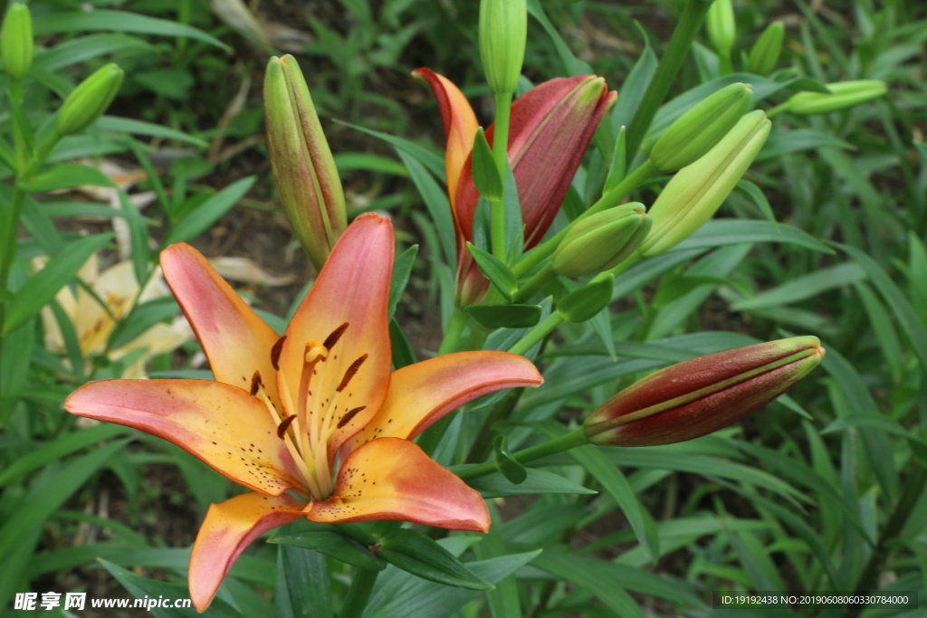 百合花