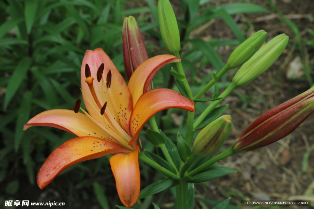 百合花