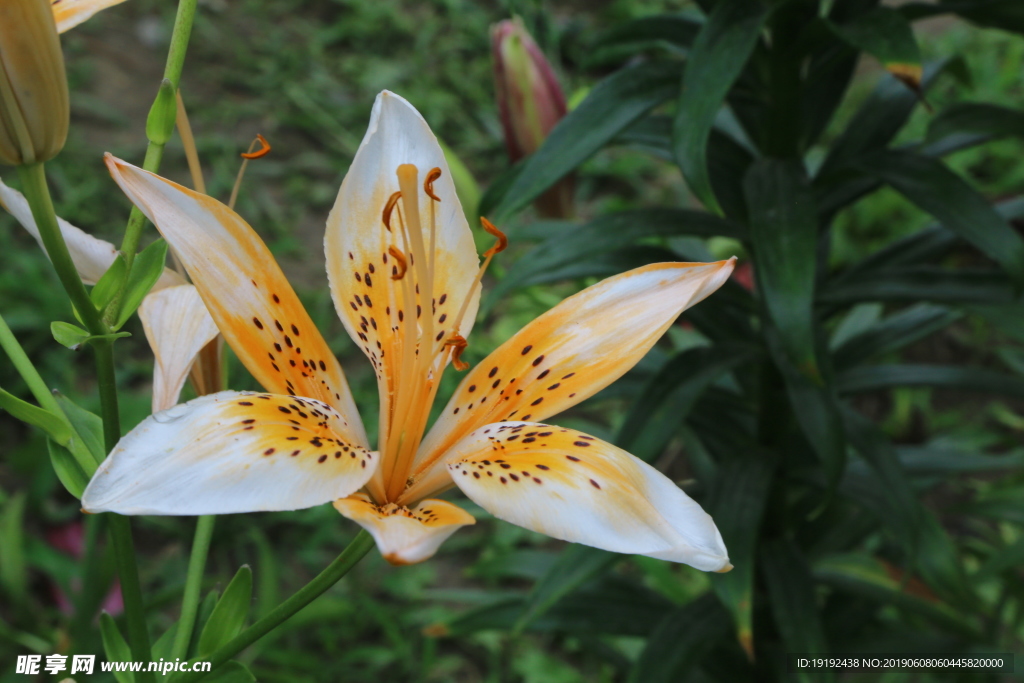 百合花