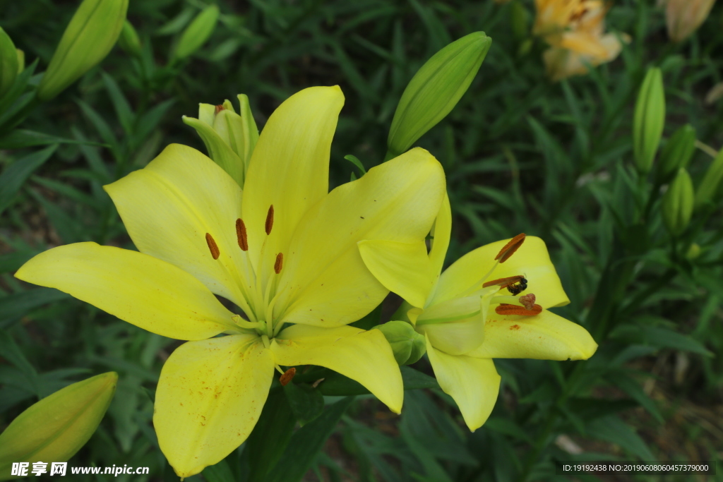 百合花