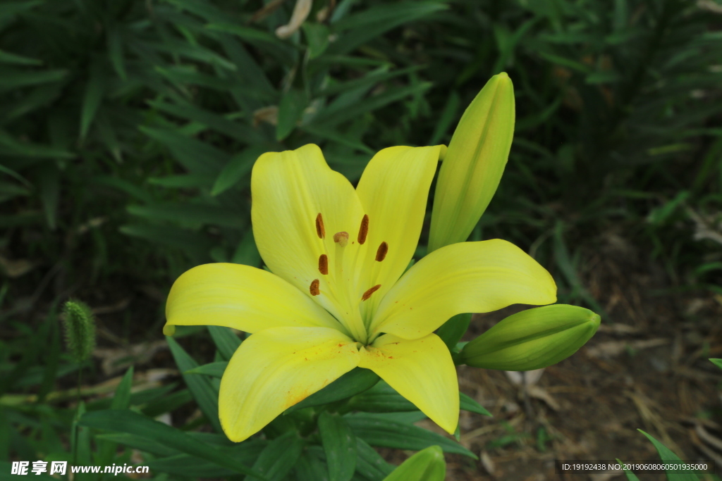 百合花
