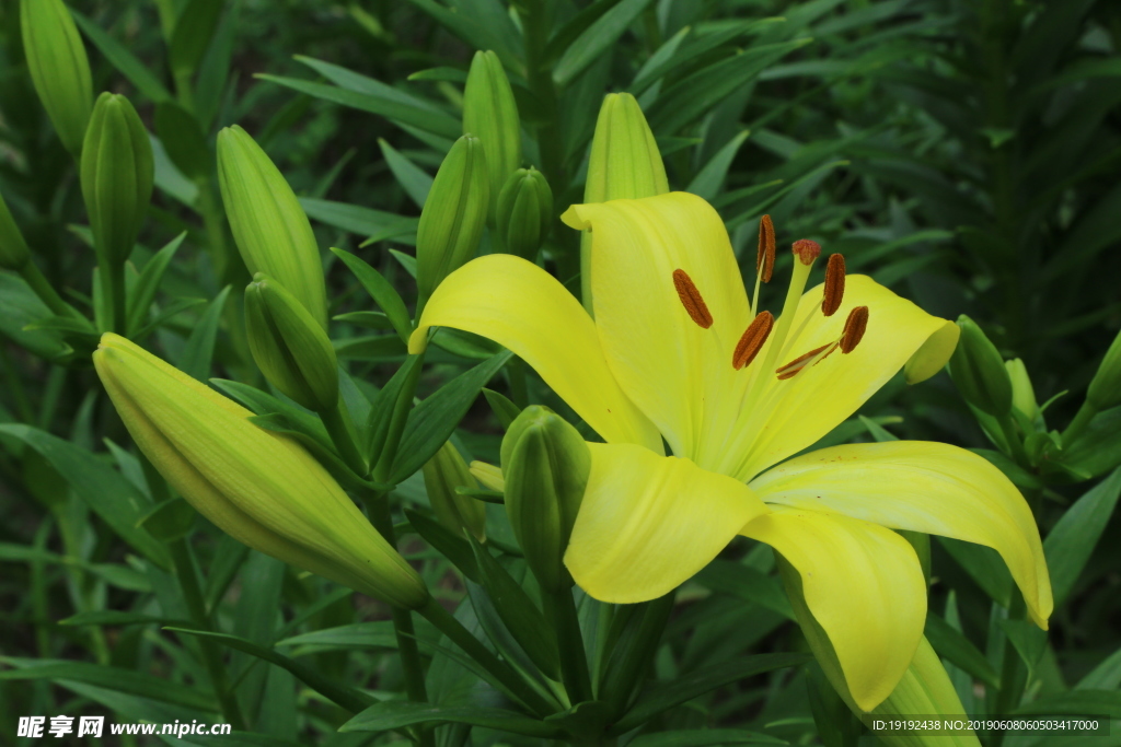 百合花