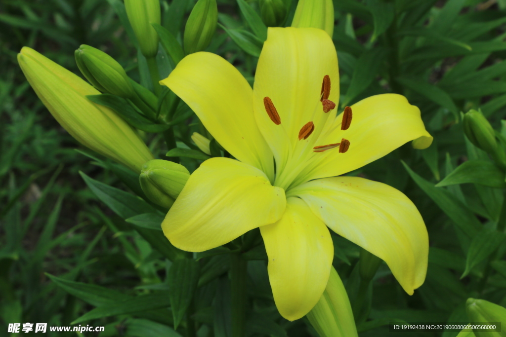 百合花