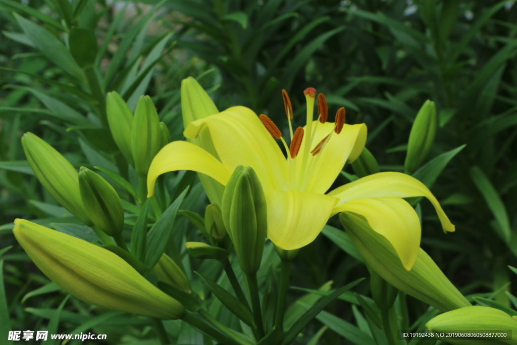 百合花