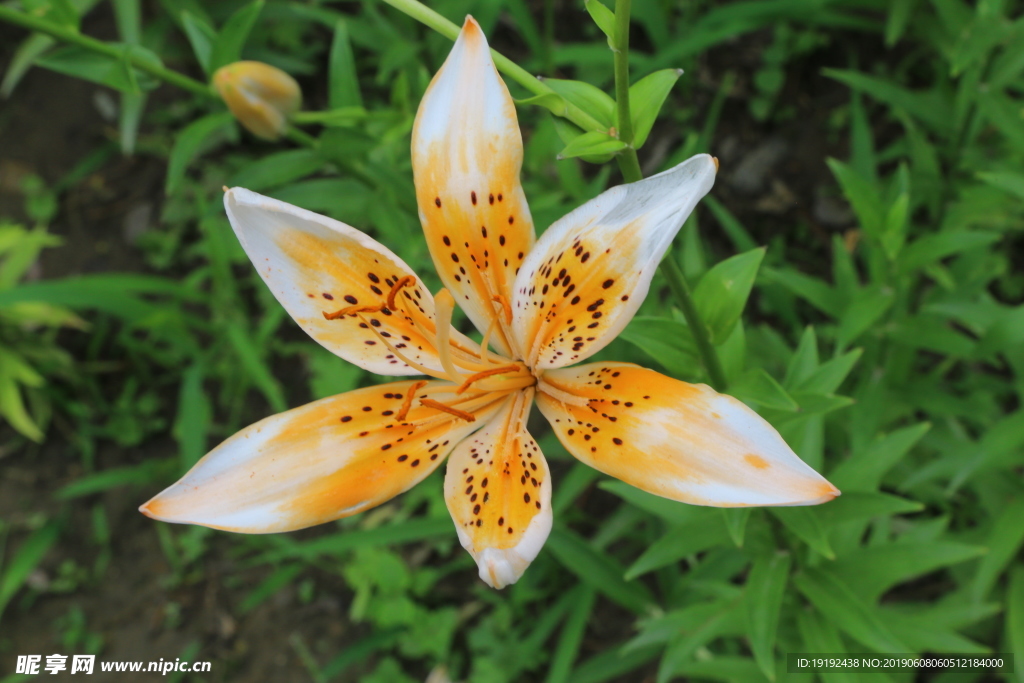 百合花