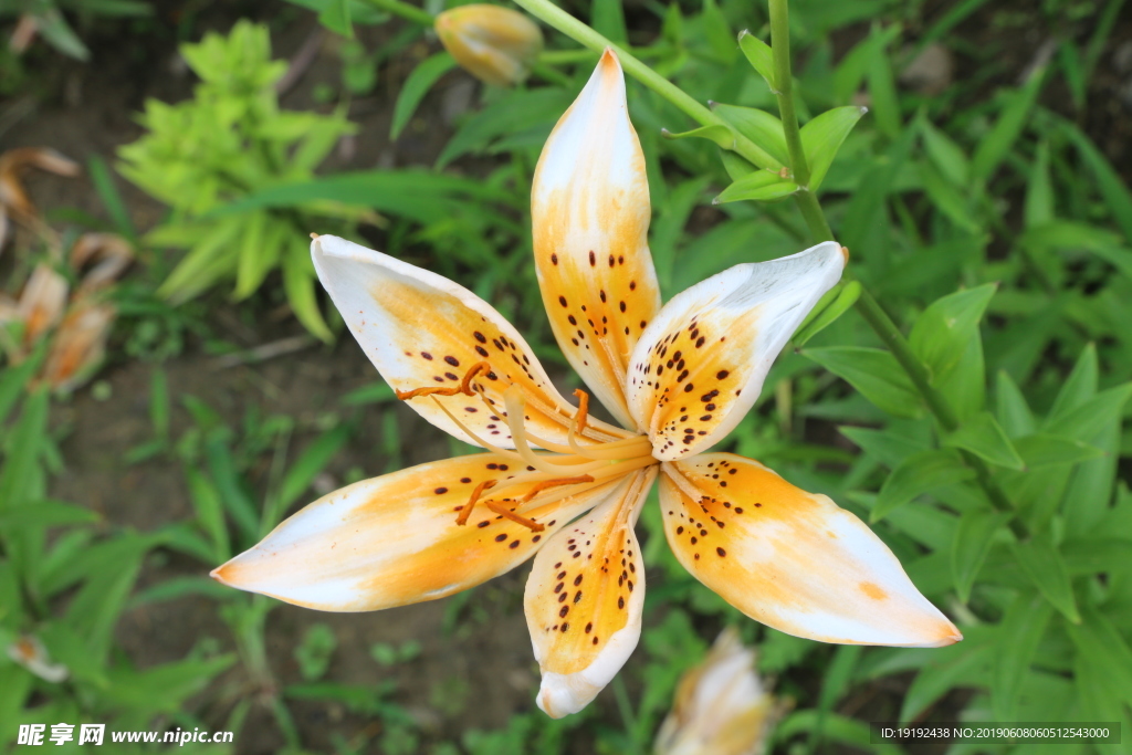 百合花