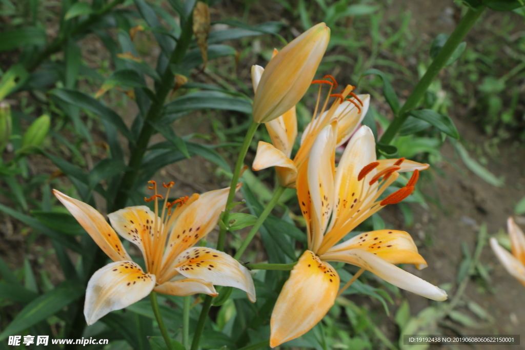 百合花