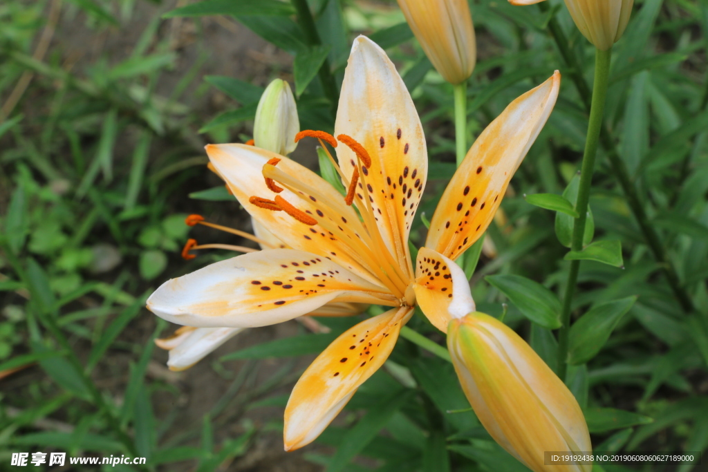 百合花