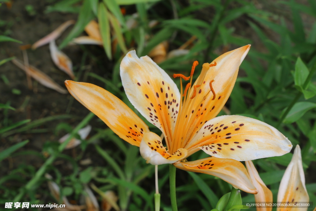 百合花