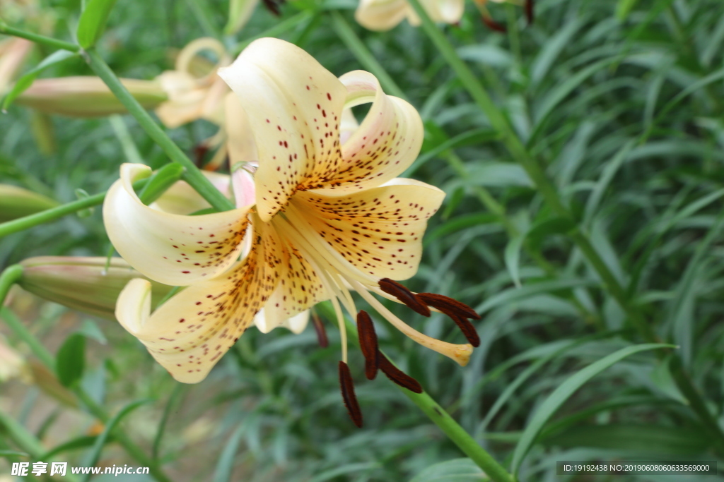 百合花