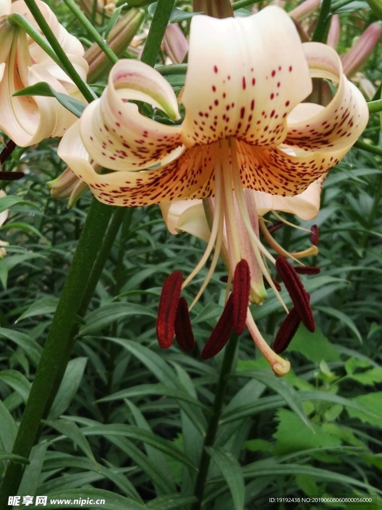 百合花