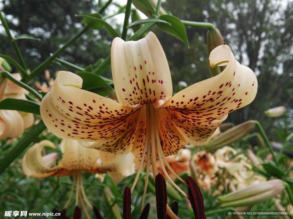 百合花