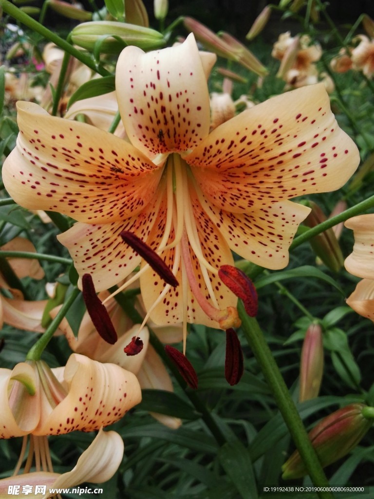 百合花