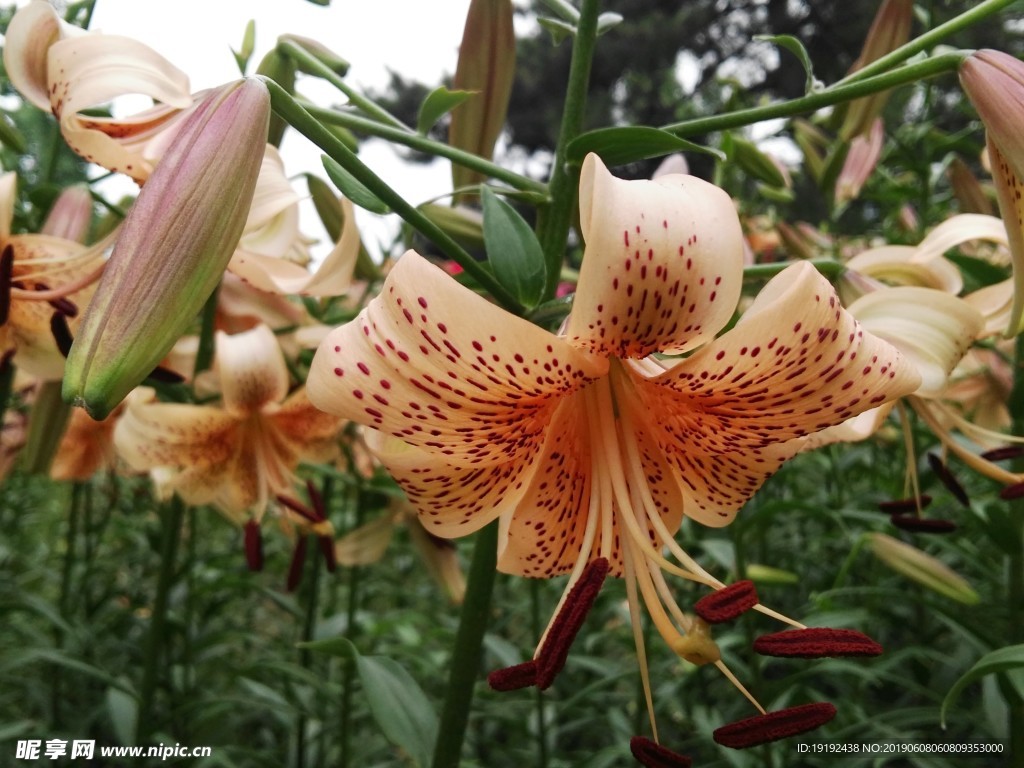 百合花