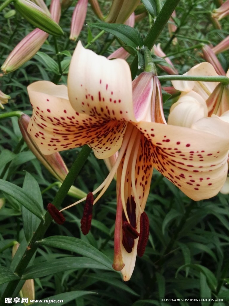 百合花
