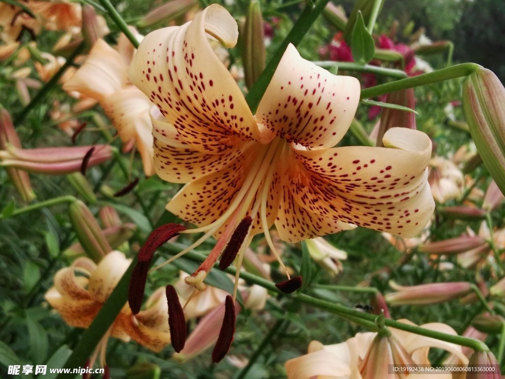 百合花