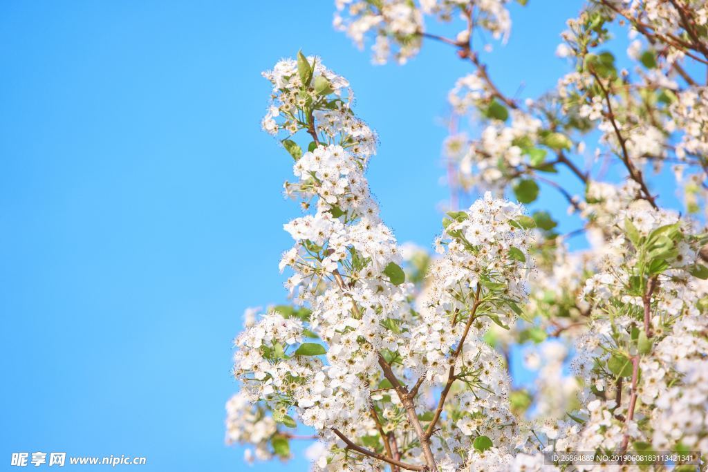 美丽的花