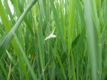 蜕