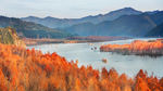 青龙湾红杉风景