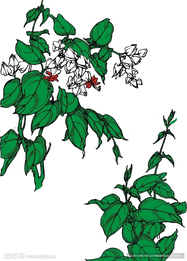龙吐珠