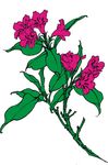 锦带花