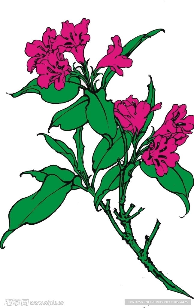 锦带花