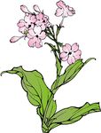 烟草