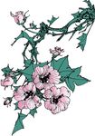 芙蓉