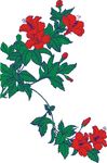 扶桑花