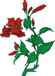 扶桑花