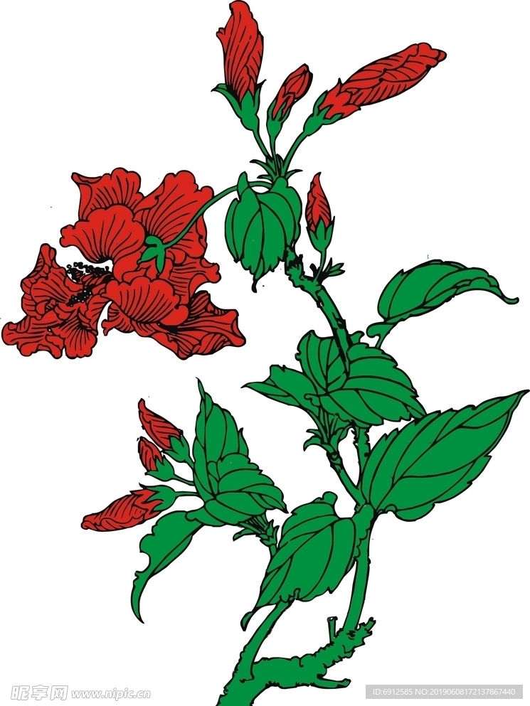 扶桑花