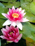 睡莲花