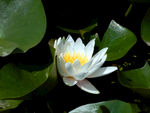 睡莲花